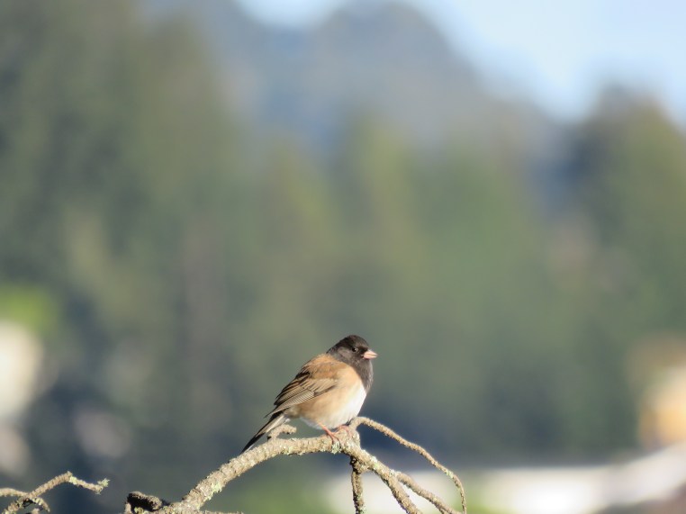 Junco hyemalis