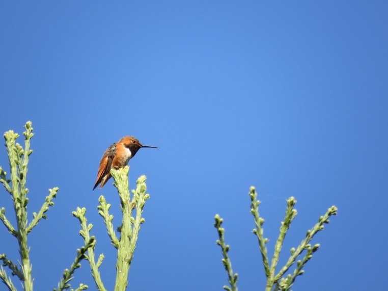 Rufous / Allen’s Hummingbird