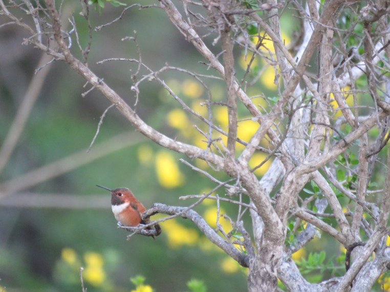 Rufous / Allen’s Hummingbird