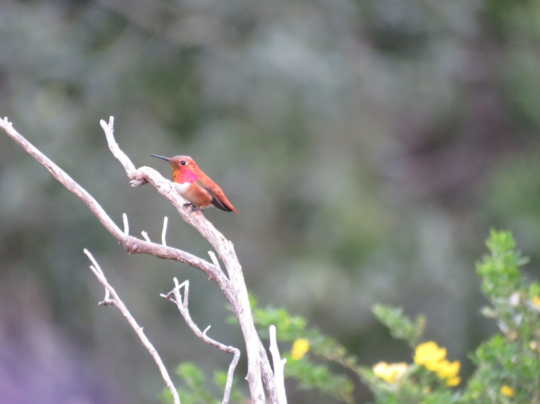 Rufous / Allen’s Hummingbird