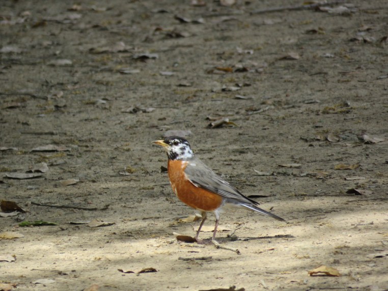 Turdus migratorius