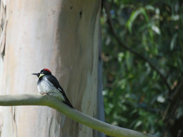 Melanerpes formicivorus