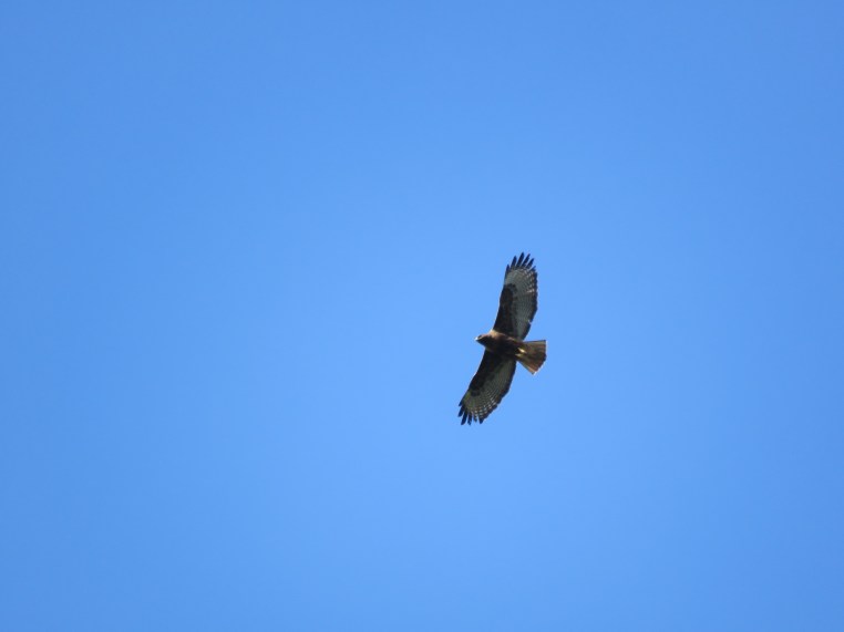 Buteo jamaicensis