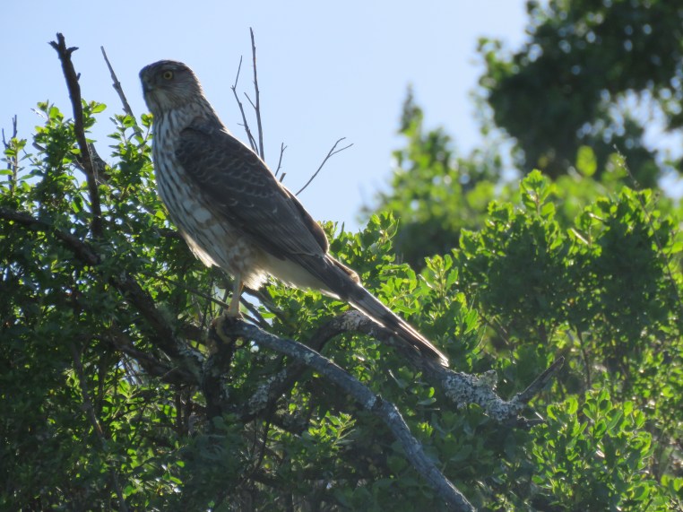 Accipiter cooperii