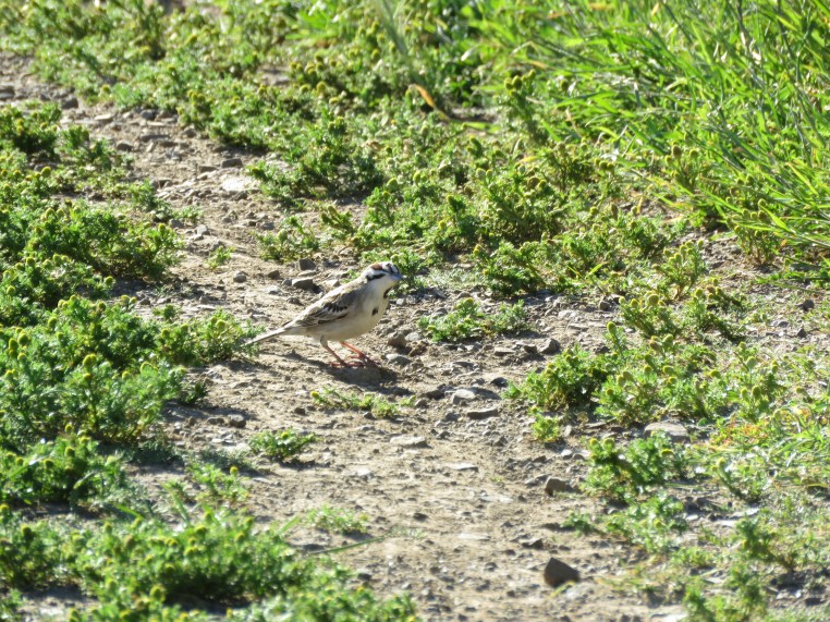 Chondestes grammacus (looking up)