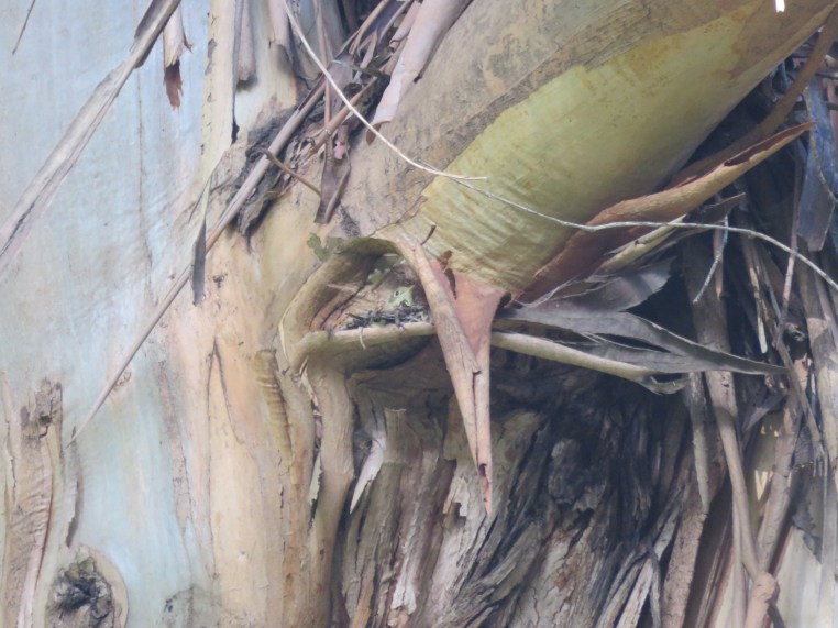 Pacific-slope flycatcher