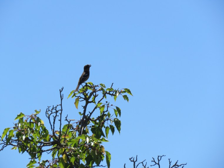 Pheucticus melanocephalus