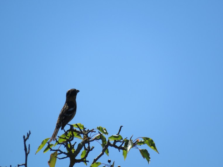 Pheucticus melanocephalus