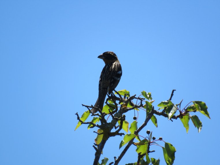 Pheucticus melanocephalus