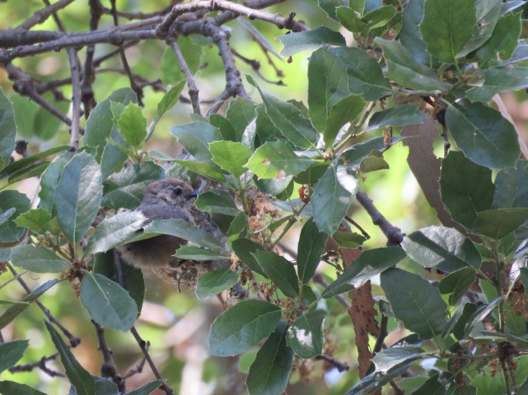 Psaltriparus minimus