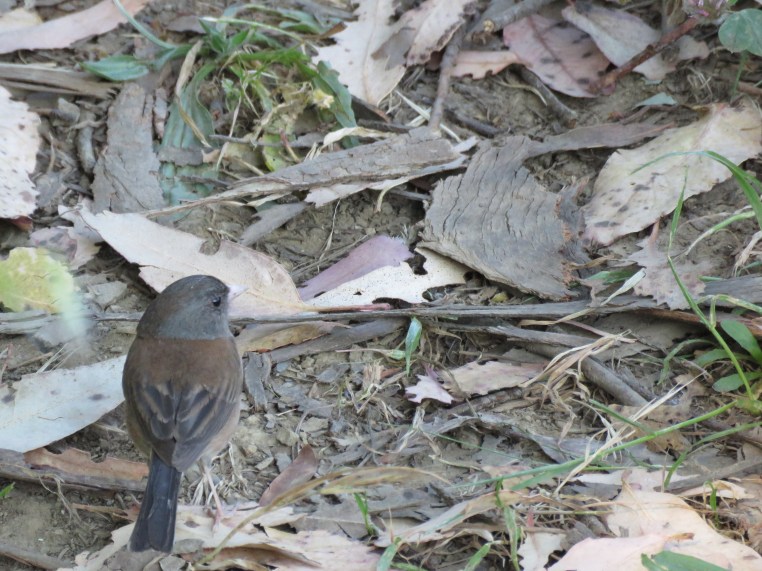 Junco hyemalis