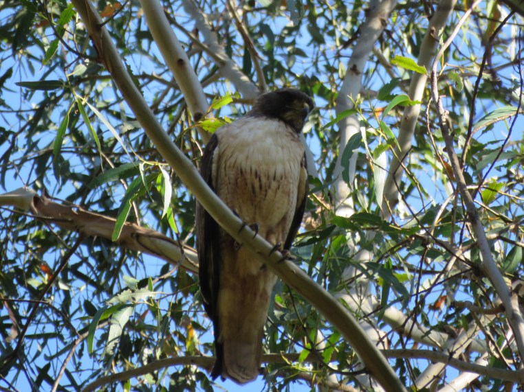 Buteo jamaicensis