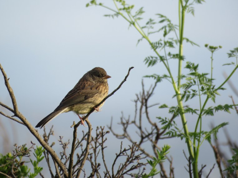 Junco hyemalis - Juvenile