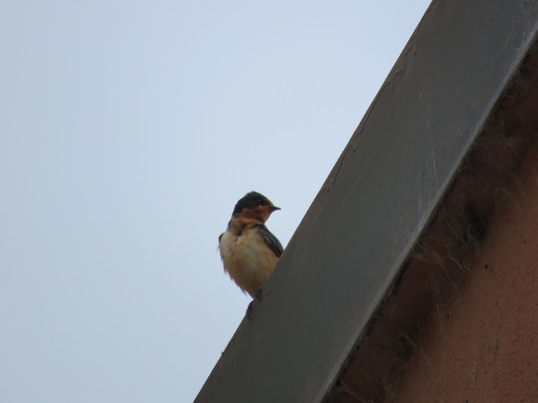 Hirundo rustica