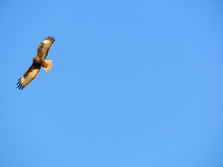 Buteo jamaicensis