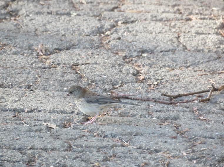 Junco hyemalis