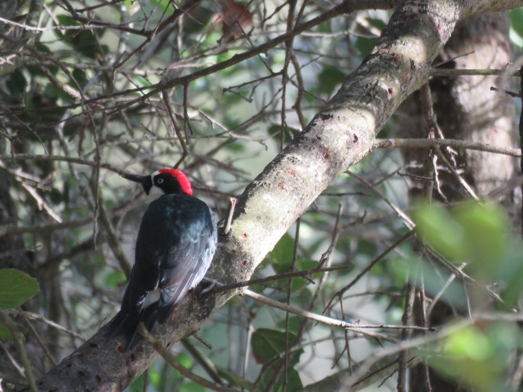 Melanerpes formicivorus