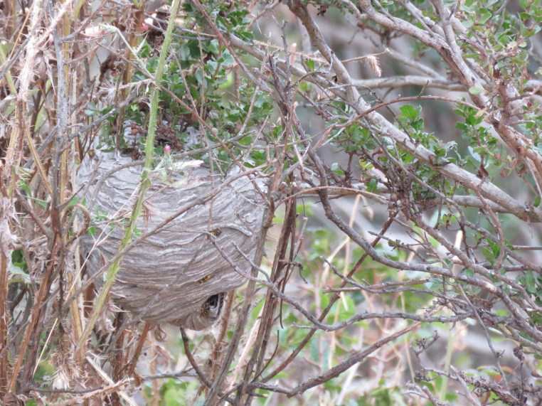 Wasp (yellow jacket?) nest