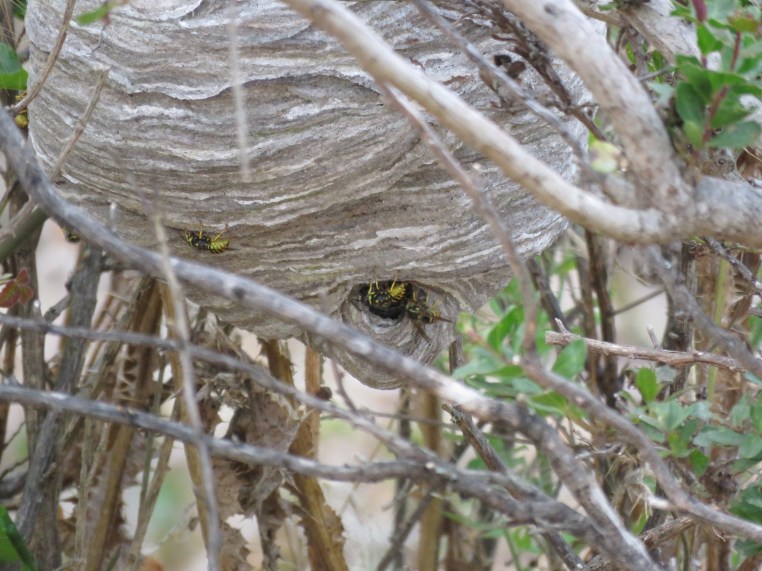 Wasp (yellow jacket?) nest