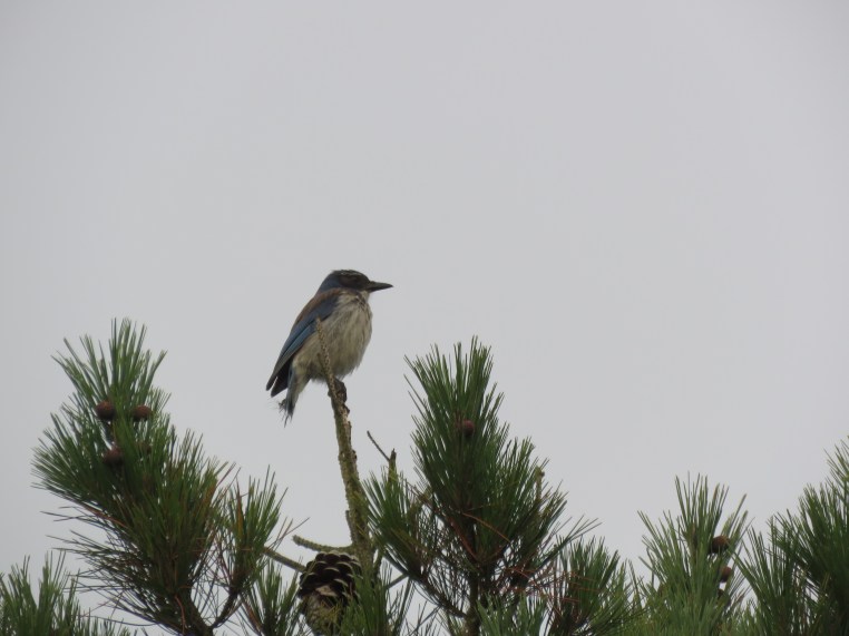 Aphelocoma californica
