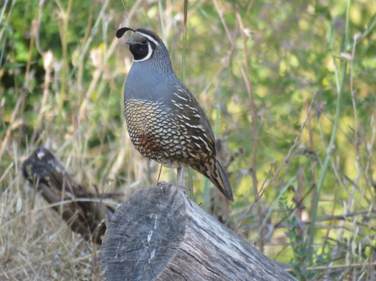Callipepla californica