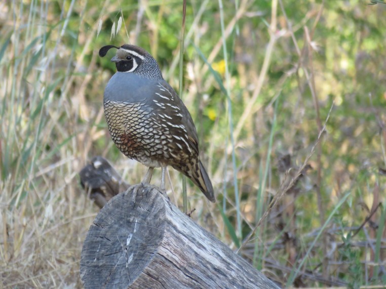 Callipepla californica