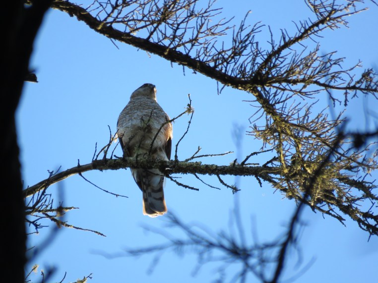 Accipiter striatus
