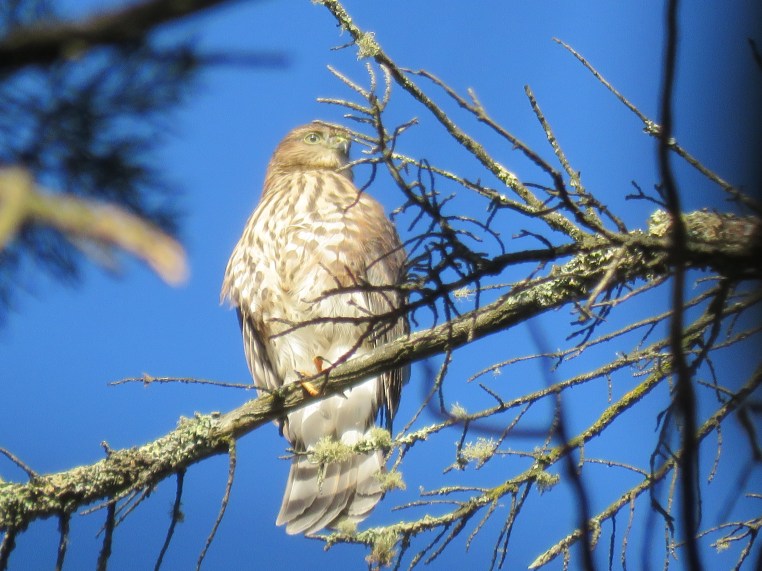 Accipiter striatus