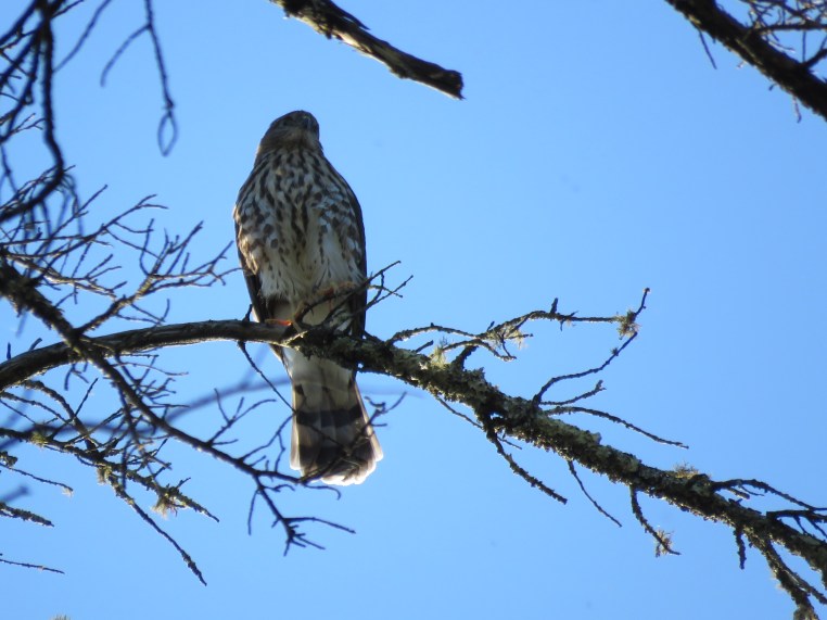 Accipiter striatus