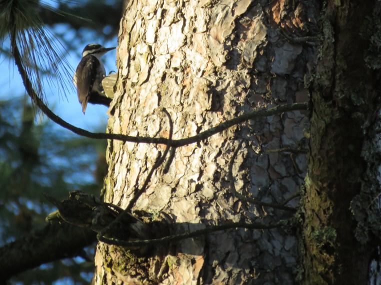 Leuconotopicus villosus (juvenile)