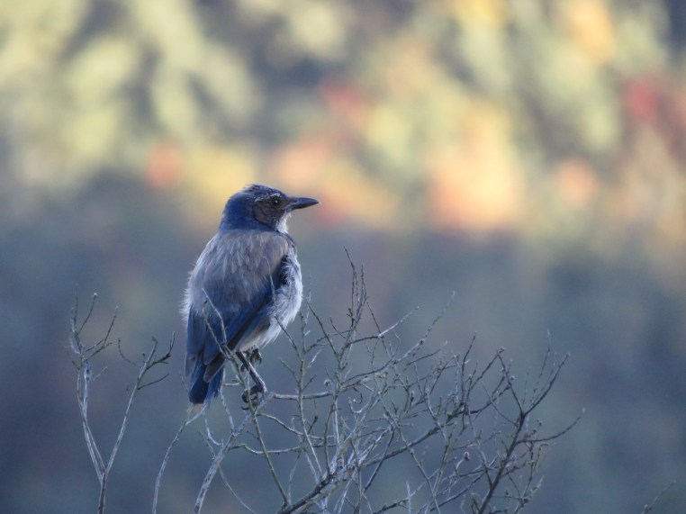 Aphelocoma californica