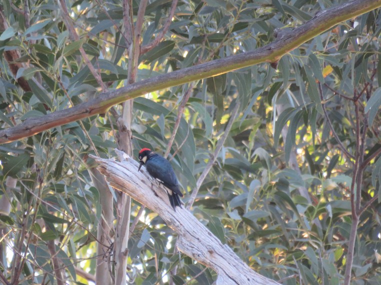 Melanerpes formicivorus
