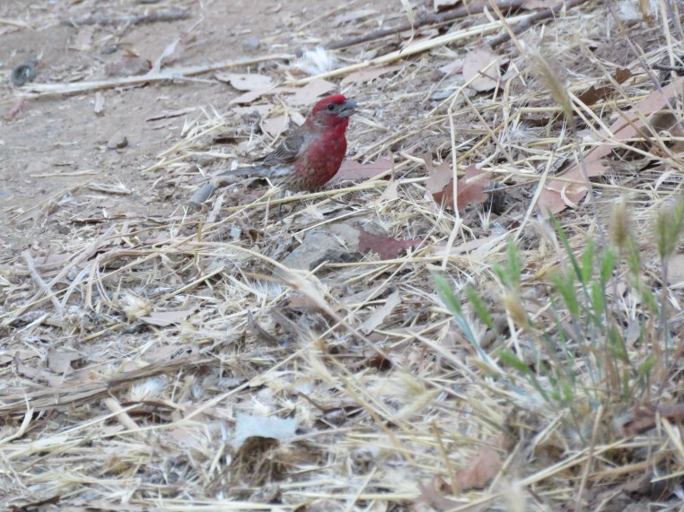Haemorhous mexicanus
