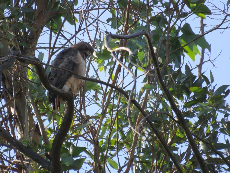 Buteo jamaicensis