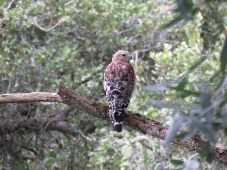 Buteo lineatus