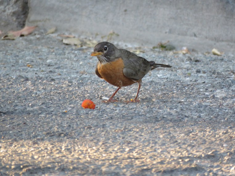Turdus migratorius