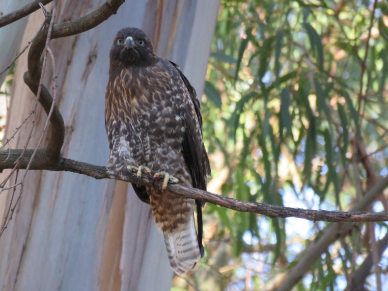 Buteo jamaicensis