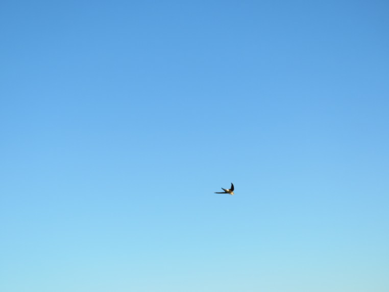 Aeronautes saxatalis