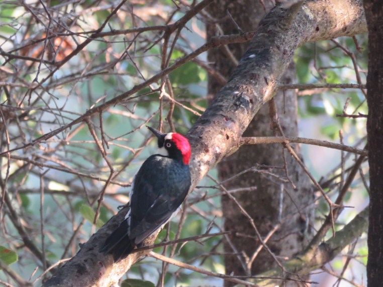 Melanerpes formicivorus