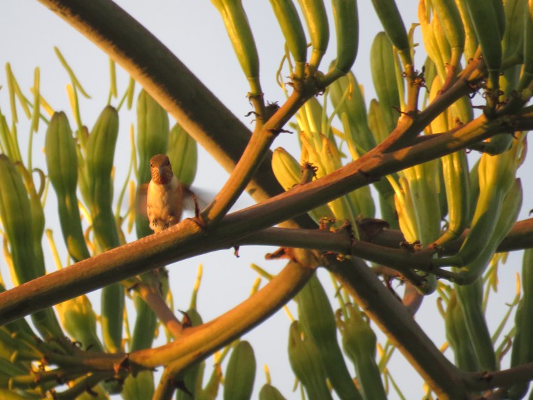 Selasphorus Rufous/Allen's