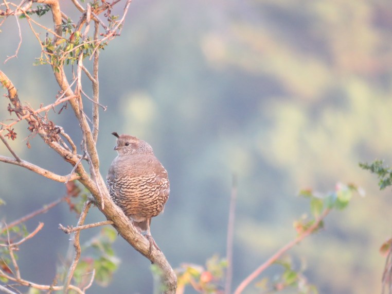 Callipepla californica