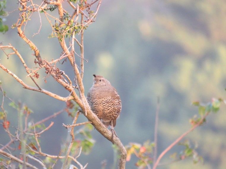 Callipepla californica