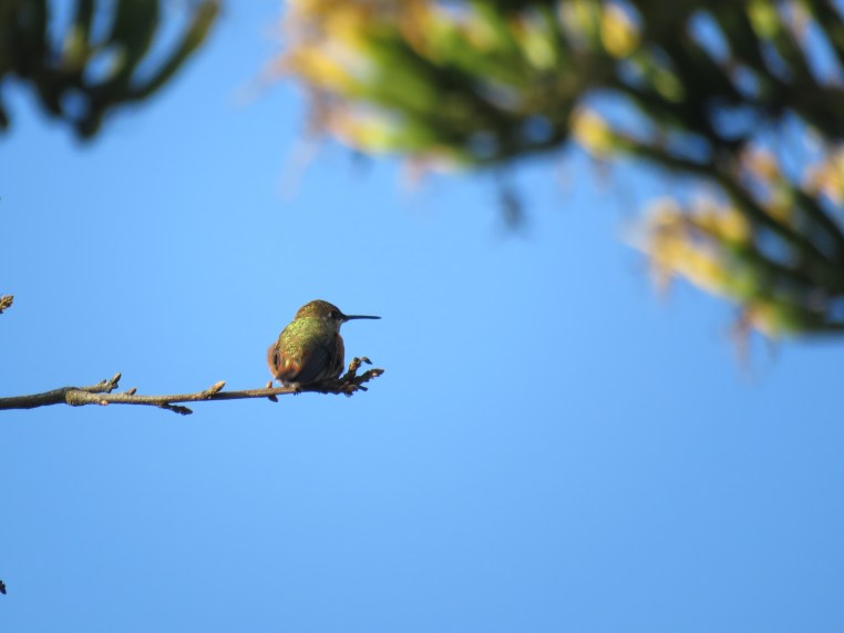 Selasphorus Rufous/Allen's