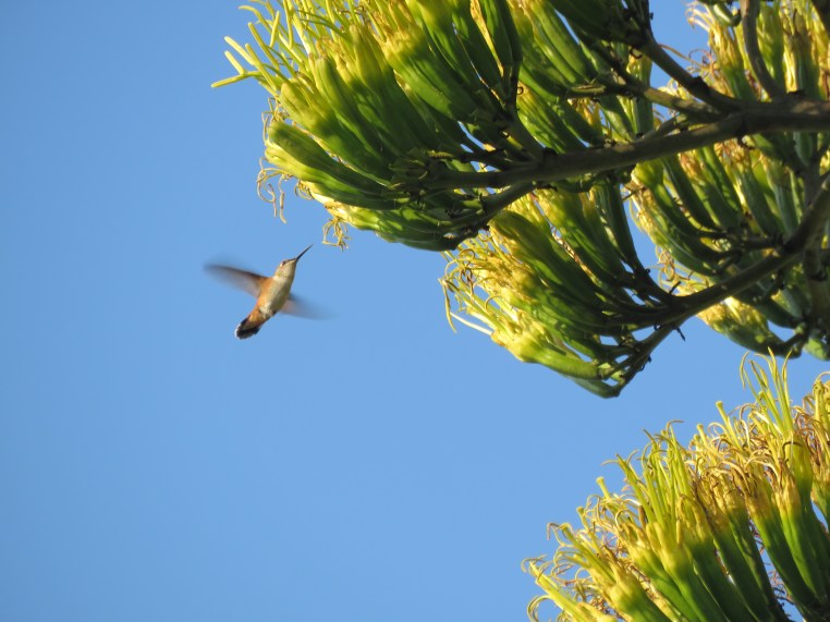 Selasphorus Rufous/Allen's
