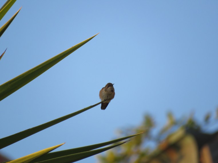 Selasphorus Rufous/Allen's