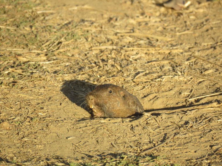 Pocket Gopher - Claremont Canyon Ridge Trail