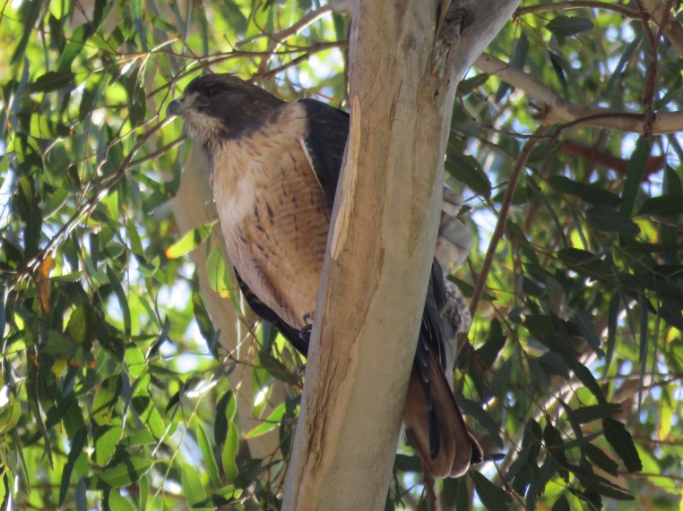 Buteo jamaicensis
