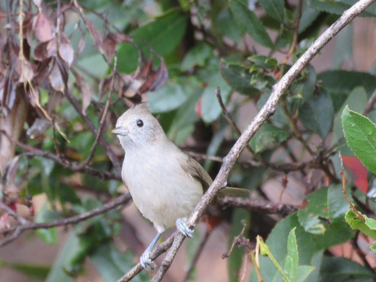 Baeolophus inornatus
