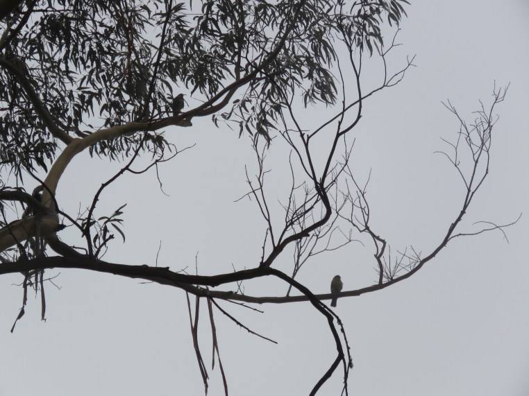Accipiter striatus, Falco sparverius