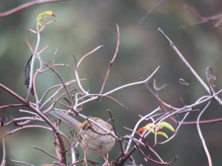 Zonotrichia atricapilla